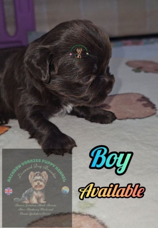 Brown Yorkshire Terrier boy 🤎💙& Black Yorkshire Terrier girl 🖤🩷 for sale in Rugby, Warwickshire - Image 6