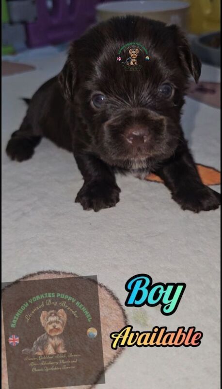 Brown Yorkshire Terrier boy 🤎💙& Black Yorkshire Terrier girl 🖤🩷 for sale in Rugby, Warwickshire - Image 8