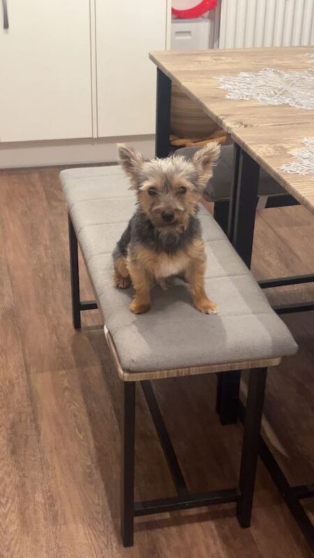 Yorkshire Terrier puppies for sale in Wotton-under-Edge, Gloucestershire – 1 year old