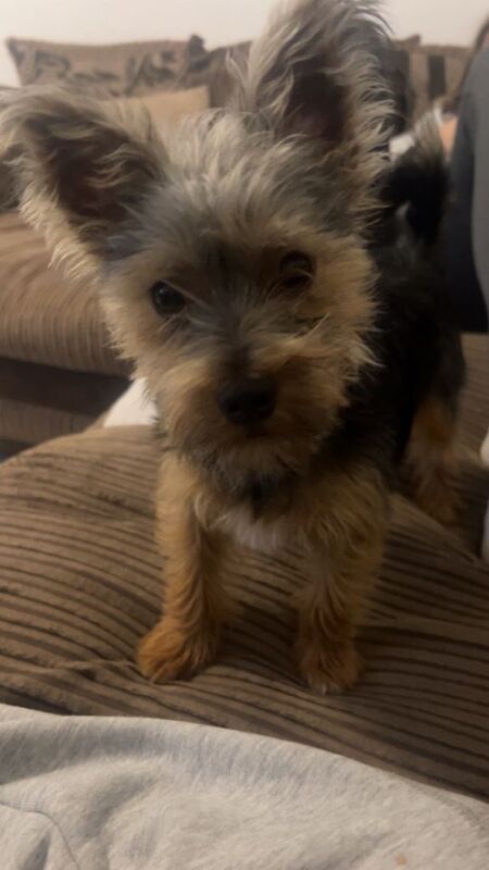 Yorkshire Terrier puppies for sale in Wotton-under-Edge, Gloucestershire – 1 year old - Image 2 of 2