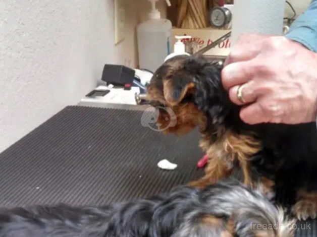 Cancellation (Yorkie boys) - UPDATE - Image 2 of 5