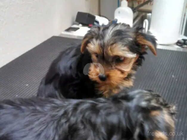 Cancellation (Yorkie boys) - UPDATE - Image 3 of 5