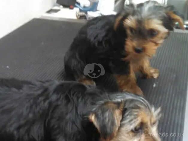Cancellation (Yorkie boys) - UPDATE - Image 4 of 5