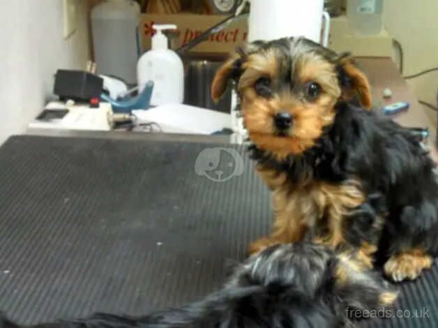 Cancellation (Yorkie boys) - UPDATE - Image 5 of 5