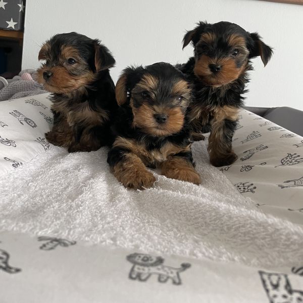 Yorkshire Terrier puppies for sale in Derby, Derbyshire – 7 weeks old