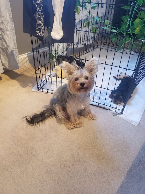 Yorkshire Terrier puppies for sale in Derby, Derbyshire – 7 weeks old - Image 2 of 3
