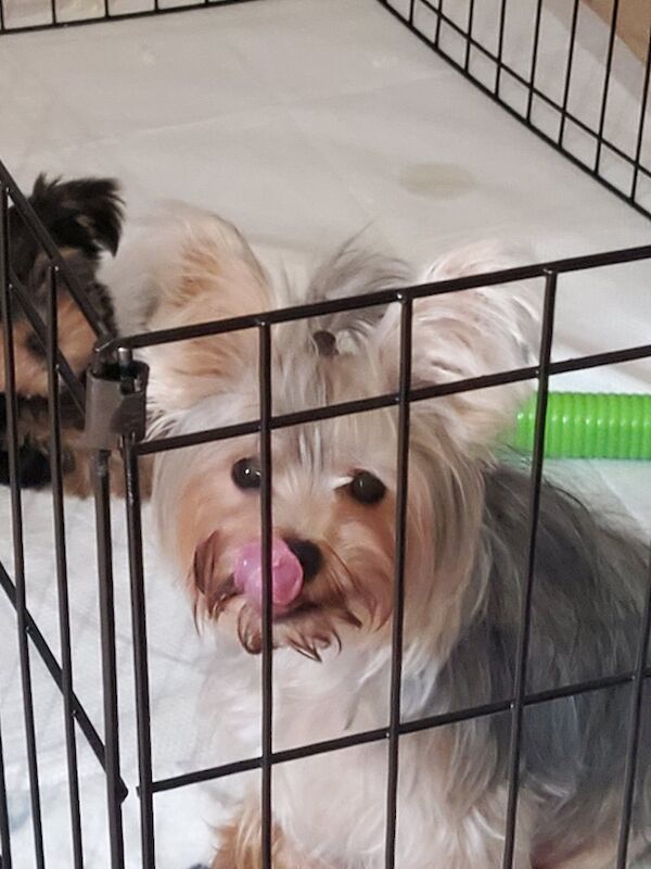 Yorkshire Terrier puppies for sale in Derby, Derbyshire – 7 weeks old - Image 3 of 3