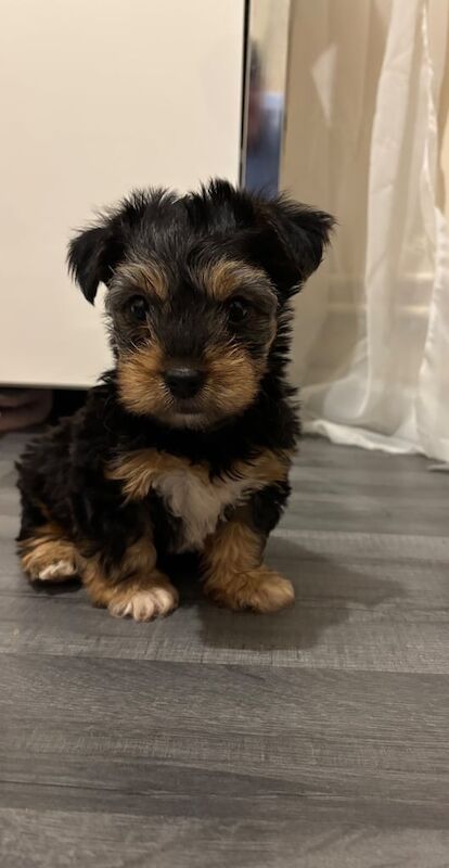 Yorkshire Terrier puppies for sale in Croydon, Greater London – 10 weeks old