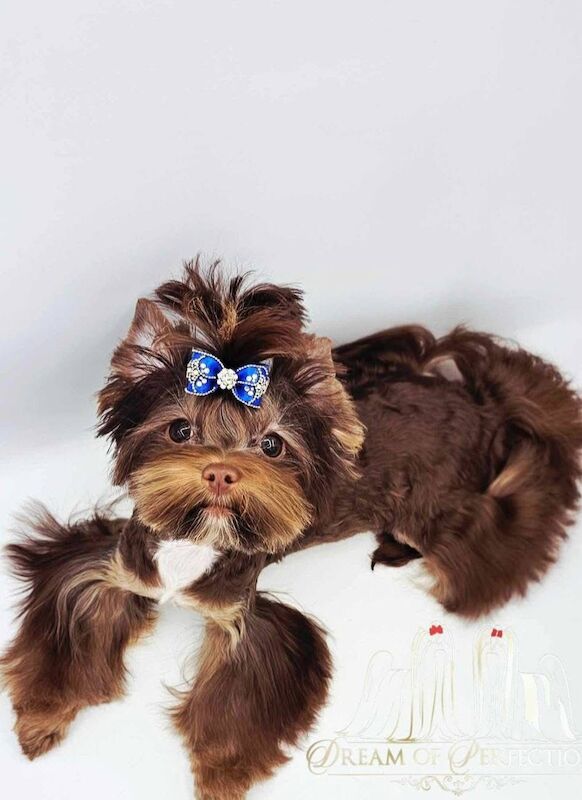 Chocolate male 10 months old
