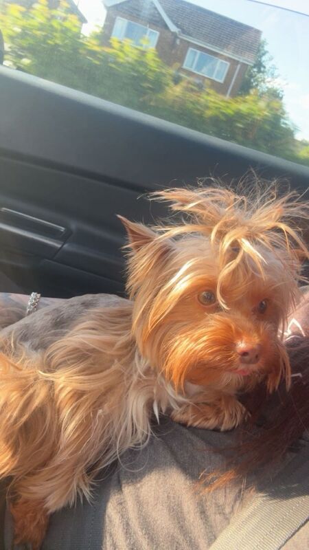 Chocolate Merl Adult Male Yorkshire Terrier
