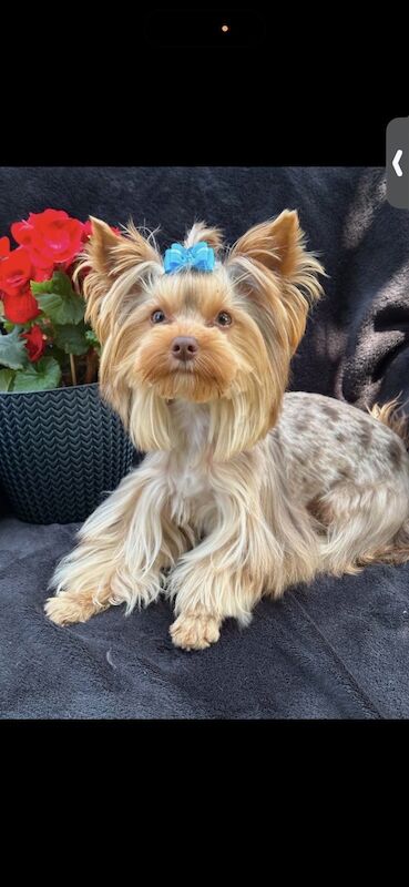 Chocolate Merl Adult Male Yorkshire Terrier