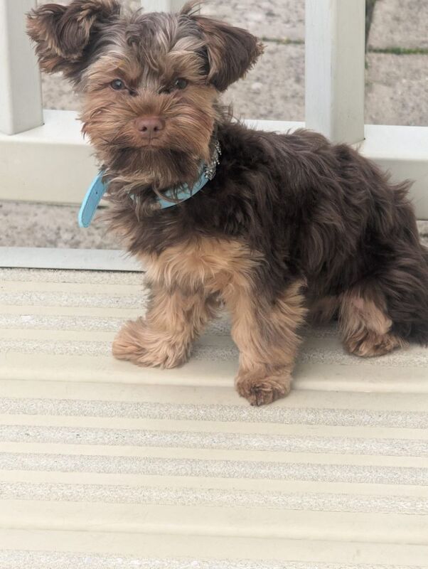 Chocolate Yorkshire terrier