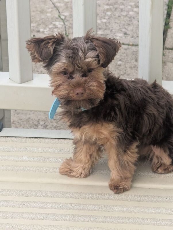 Chocolate Yorkshire terrier - Image 2 of 9