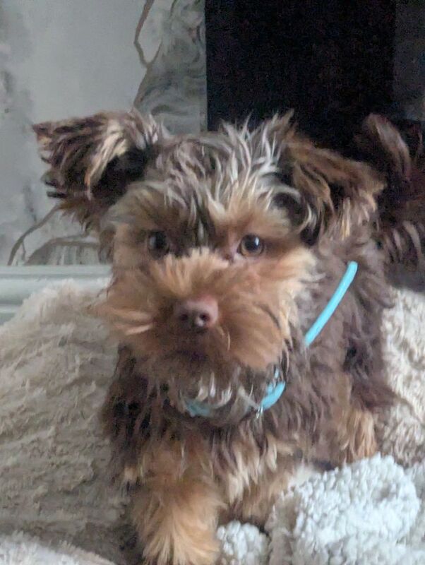 Chocolate Yorkshire terrier - Image 3 of 9