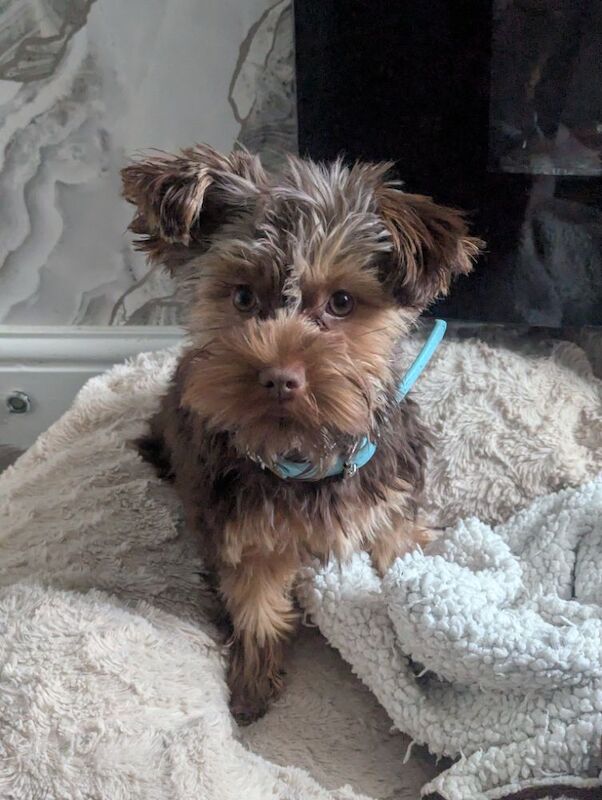 Chocolate Yorkshire terrier - Image 4 of 9