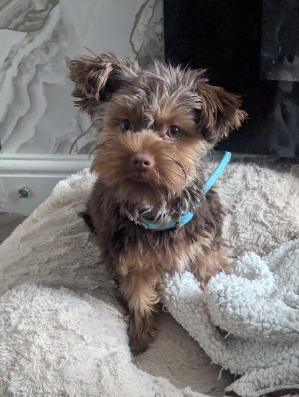 Chocolate Yorkshire terrier - Image 5 of 9