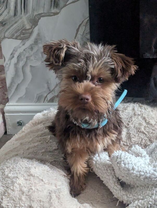 Chocolate Yorkshire terrier - Image 7 of 9