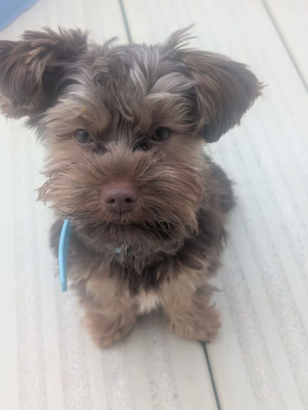 Chocolate Yorkshire terrier - Image 8 of 9