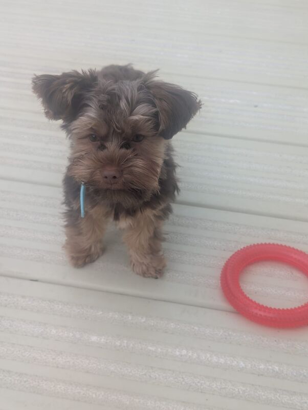 Chocolate Yorkshire terrier - Image 9 of 9