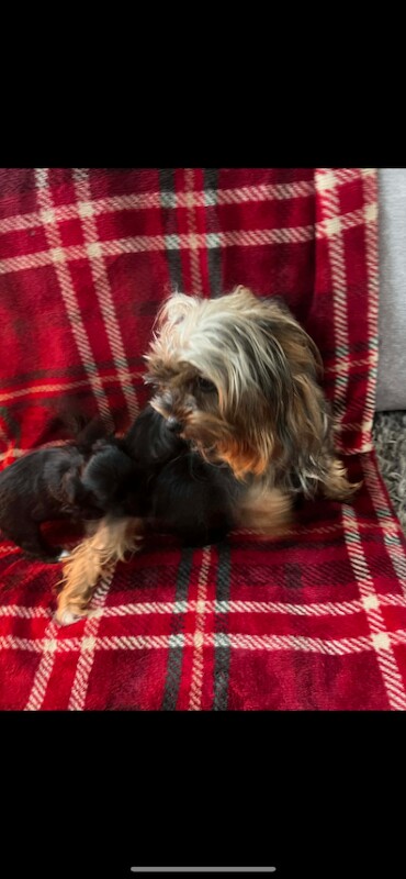 Yorkshire Terrier puppies for sale in Stockton-on-Tees, Durham – 7 weeks old