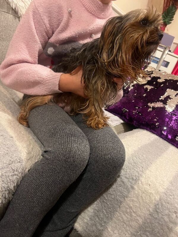 Yorkshire Terrier puppies for sale in Stockton-on-Tees, Durham – 7 weeks old - Image 2 of 4