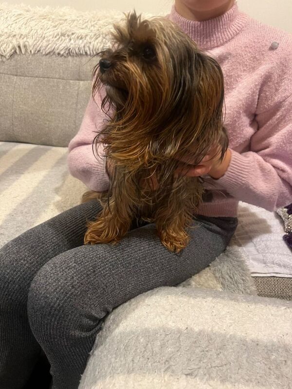 Yorkshire Terrier puppies for sale in Stockton-on-Tees, Durham – 7 weeks old - Image 3 of 4