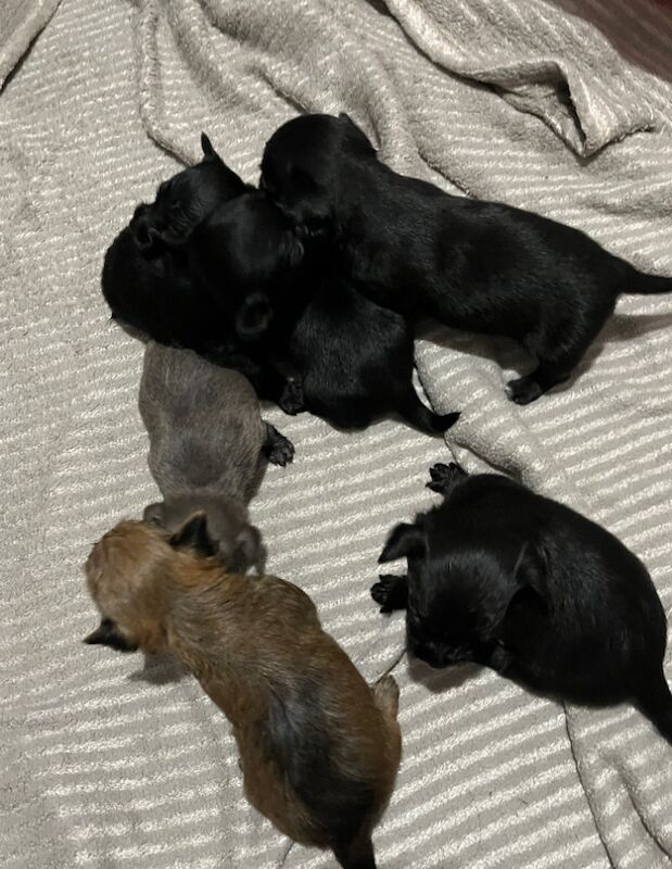 Chorkie puppies for sale in Hemel Hempstead, Hertfordshire | Image 2