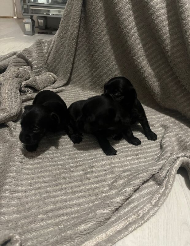 Chorkie puppies for sale in Hemel Hempstead, Hertfordshire | Image 3