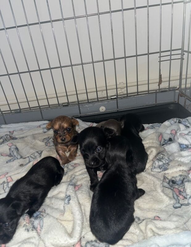 Chorkie puppies for sale in Hemel Hempstead, Hertfordshire | Image 4