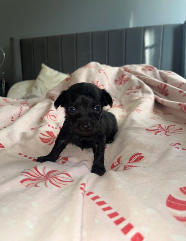 Yorkshire Terrier puppies for sale in Hemel Hempstead, Hertfordshire – 9 months old - Image 6 of 7