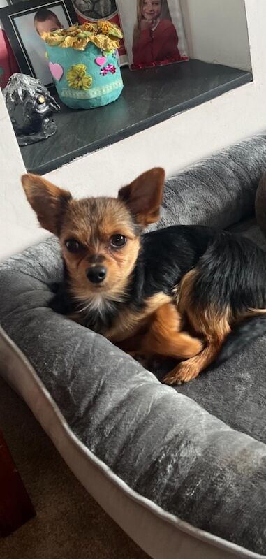 Yorkshire Terrier puppies for sale in Hemel Hempstead, Hertfordshire – 9 months old - Image 7 of 7