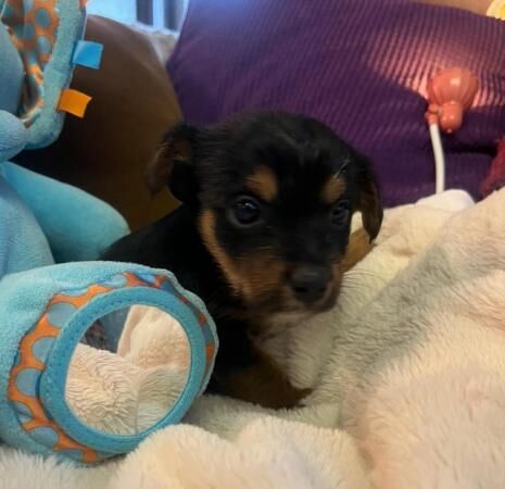Chorkie pups , These pups are only going to be tiny for sale in Llangollen, Denbighshire