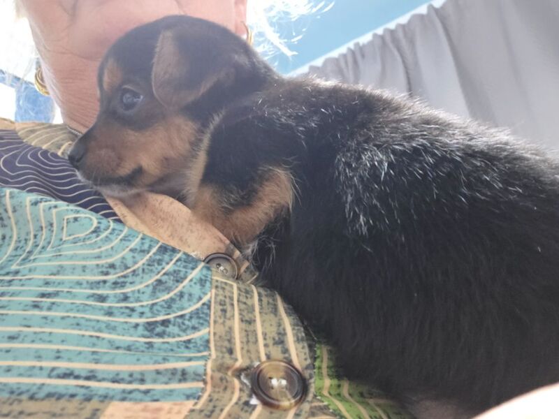 Yorkshire Terrier puppies for sale in London, Greater London – 8 weeks old