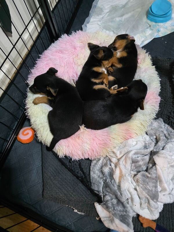 Yorkshire Terrier puppies for sale in London, Greater London – 8 weeks old - Image 2 of 9