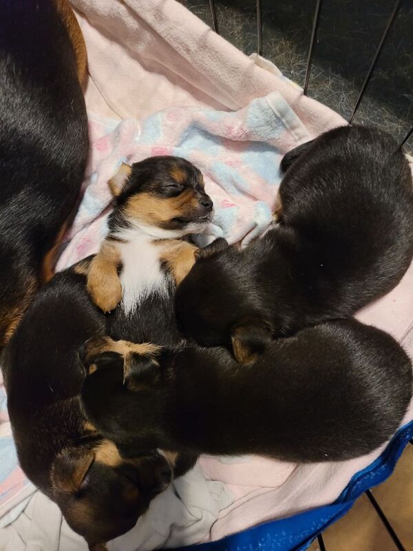 Yorkshire Terrier puppies for sale in London, Greater London – 8 weeks old - Image 3 of 9