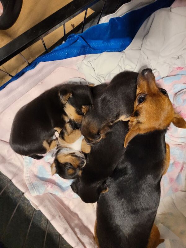 Yorkshire Terrier puppies for sale in London, Greater London – 8 weeks old - Image 4 of 9