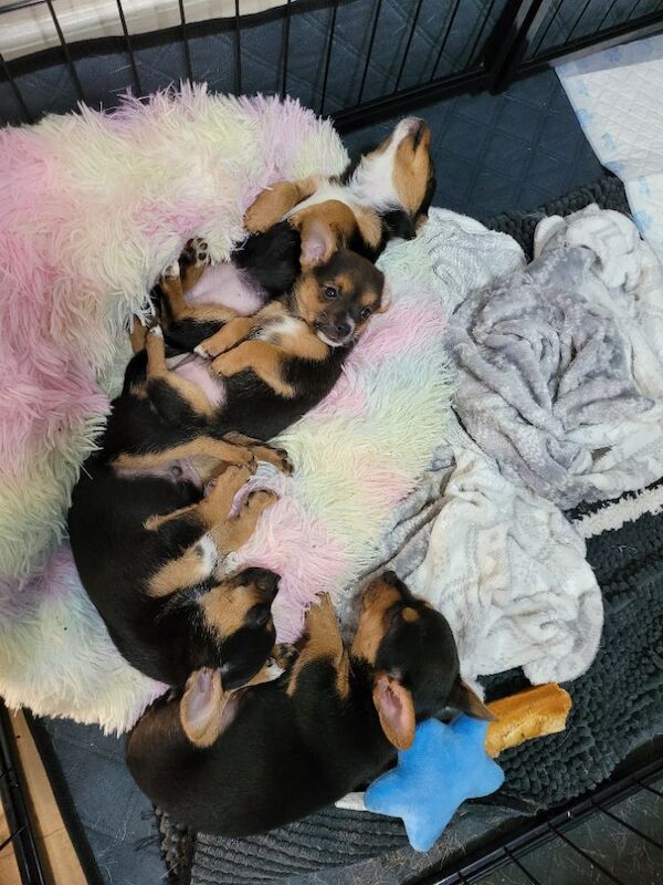 Yorkshire Terrier puppies for sale in London, Greater London – 8 weeks old - Image 7 of 9