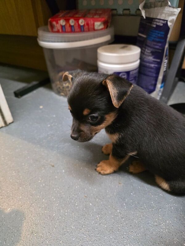 Yorkshire Terrier puppies for sale in London, Greater London – 8 weeks old - Image 8 of 9