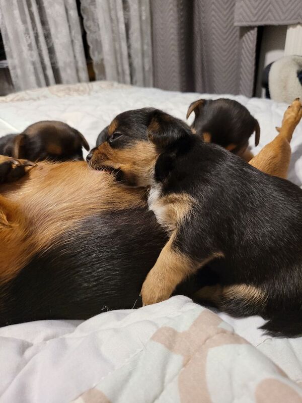 Yorkshire Terrier puppies for sale in London, Greater London – 8 weeks old - Image 9 of 9