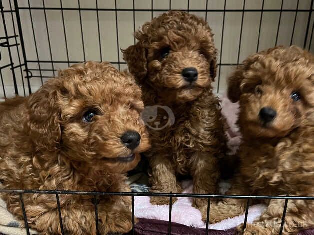 Deep red toy poodle for sale in Doncaster, South Yorkshire - Image 1