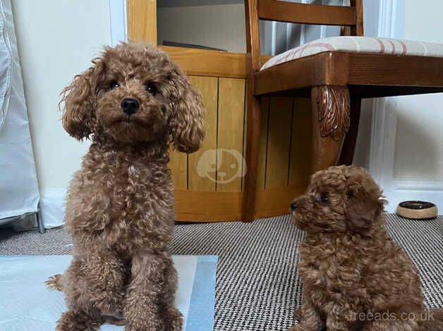 Deep red toy poodle for sale in Doncaster, South Yorkshire - Image 2