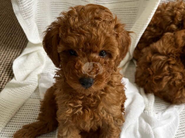 Deep red toy poodle for sale in Doncaster, South Yorkshire - Image 3