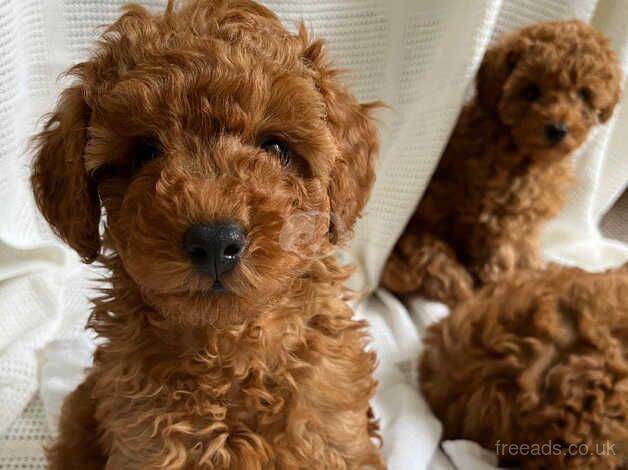 Deep red toy poodle for sale in Doncaster, South Yorkshire - Image 4