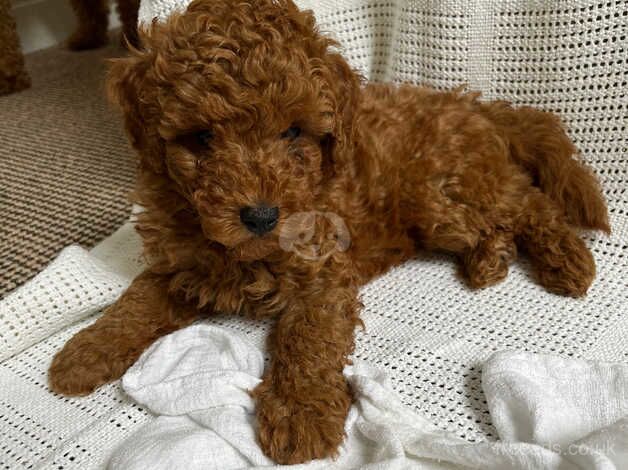 Deep red toy poodle for sale in Doncaster, South Yorkshire - Image 5