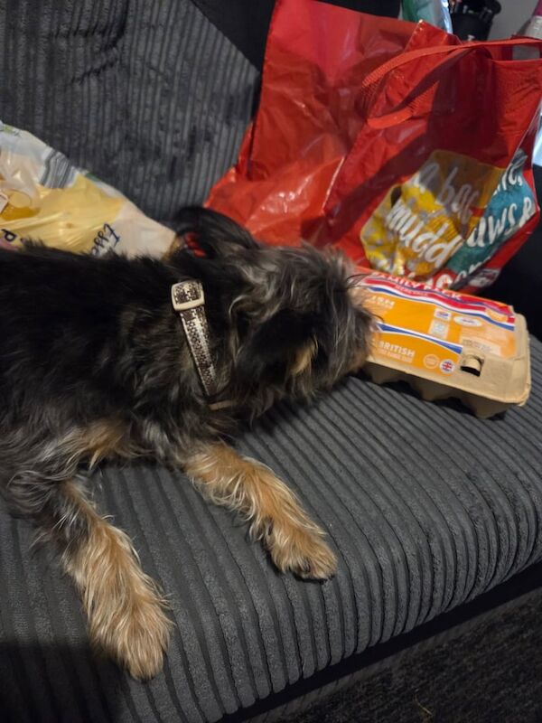 Yorkshire Terrier puppies for sale in Wolverhampton, West Midlands – 3 years old