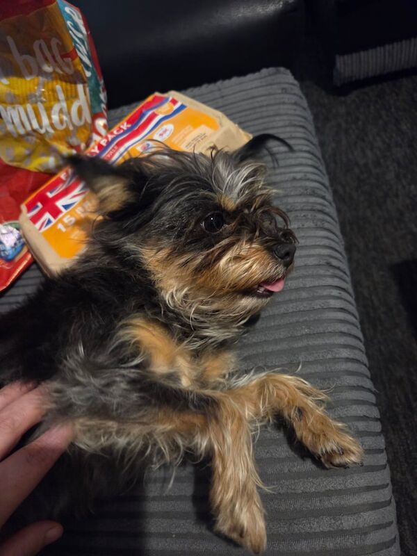 Yorkshire Terrier puppies for sale in Wolverhampton, West Midlands – 3 years old - Image 2 of 3