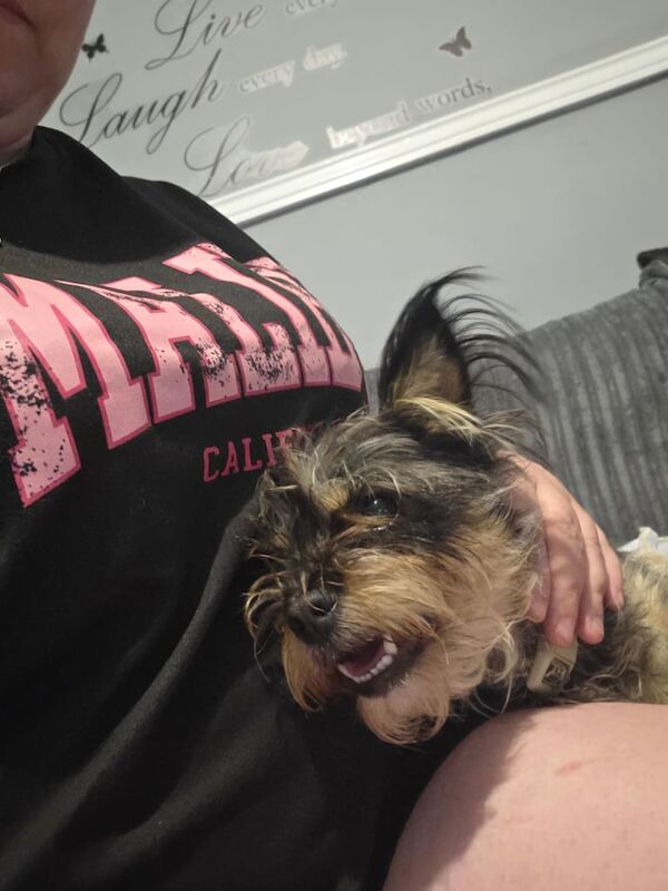 Yorkshire Terrier puppies for sale in Wolverhampton, West Midlands – 3 years old - Image 3 of 3