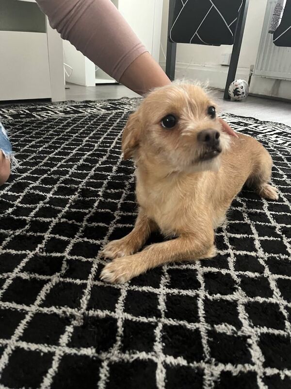 Dog for sale in Bradford, West Yorkshire