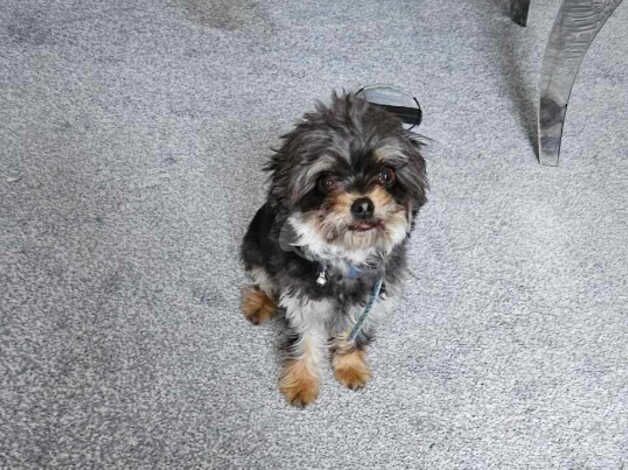 Dog for sale - Image 2 of 4