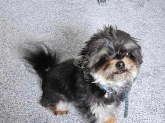 Dog for sale - Image 3 of 4